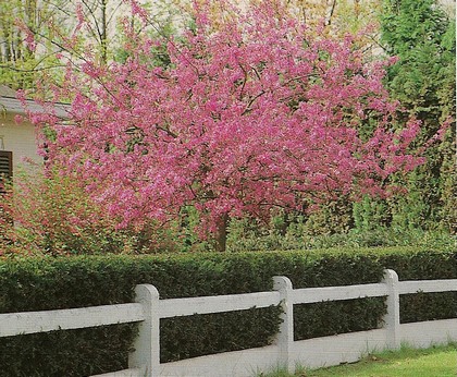 pommier à fleurs